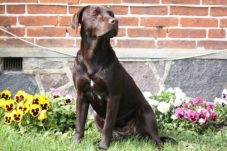 Labrador retriever Nuca - Mmmmm alle de blomster dufter godt :) billede 14