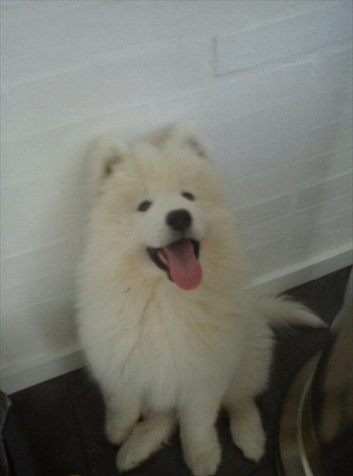 Samojedhund Micki billede 5