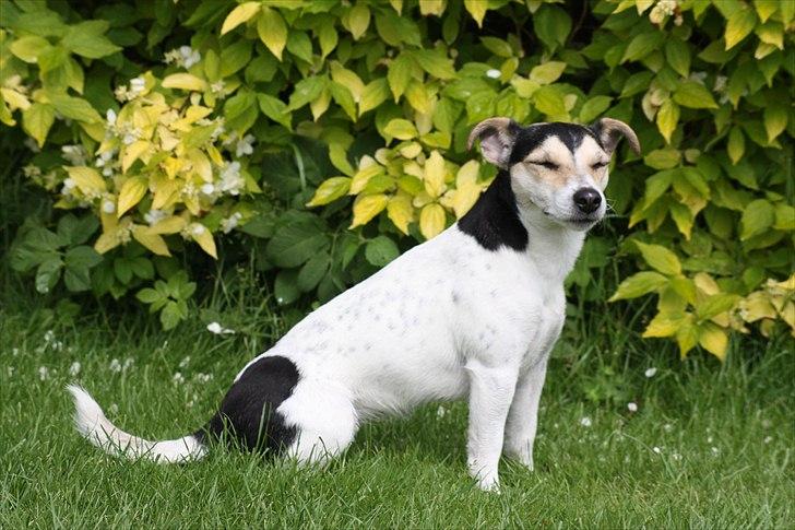 Jack russell terrier My billede 18