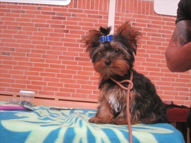 Yorkshire terrier Flex billede 1