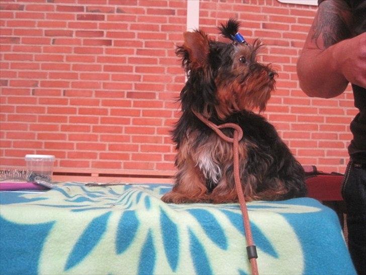 Yorkshire terrier Flex billede 2