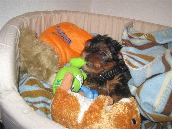 Yorkshire terrier Flex billede 3