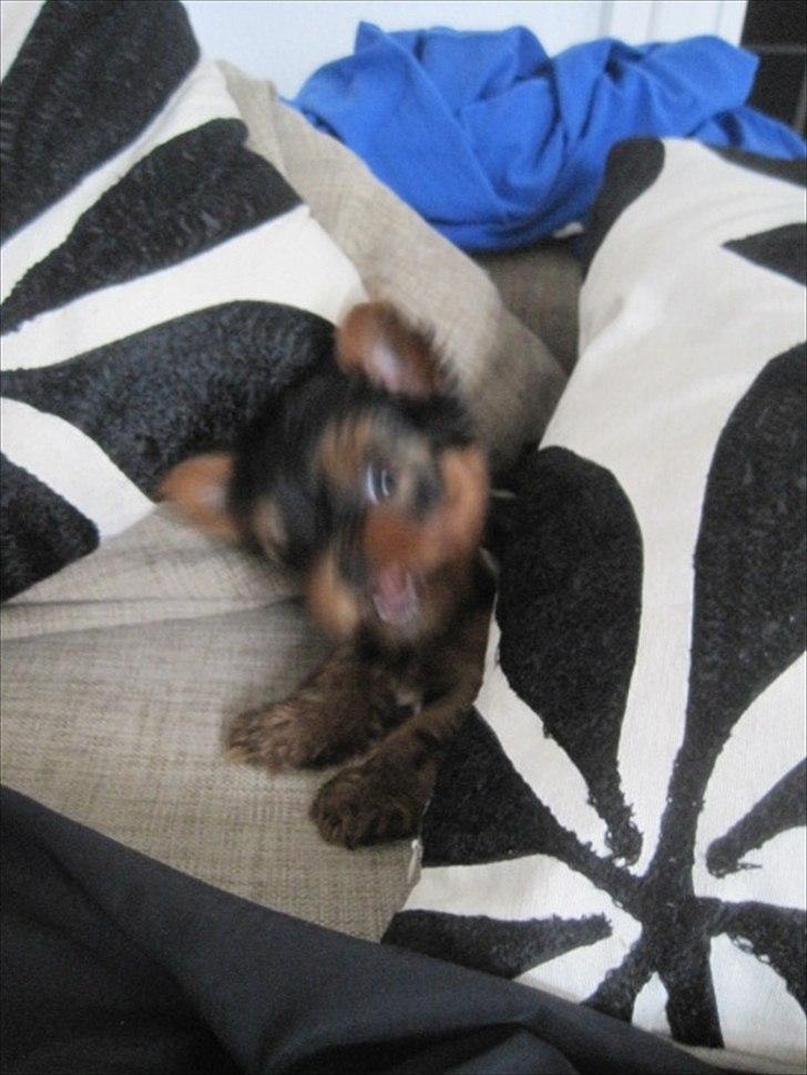 Yorkshire terrier Flex billede 4