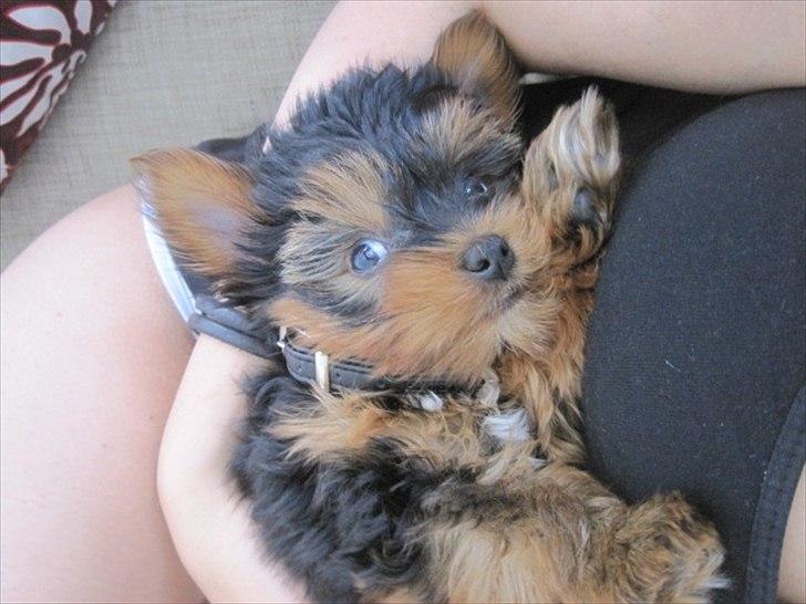 Yorkshire terrier Flex billede 5