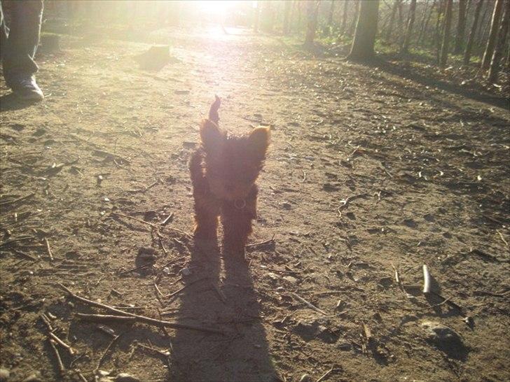 Yorkshire terrier Flex billede 6