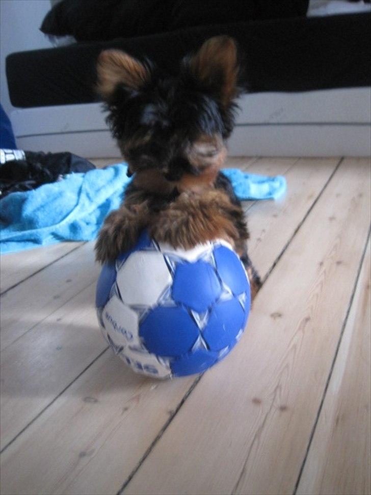 Yorkshire terrier Flex billede 7