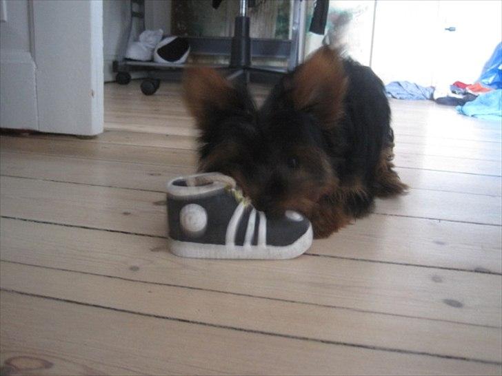 Yorkshire terrier Flex billede 8