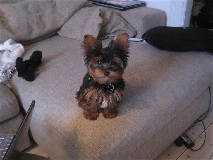 Yorkshire terrier Flex billede 9