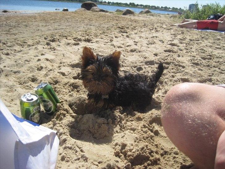 Yorkshire terrier Flex billede 10