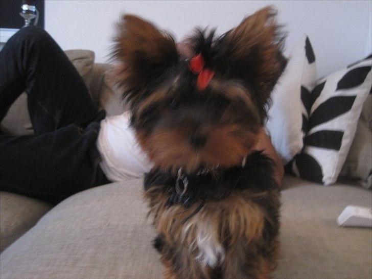 Yorkshire terrier Flex billede 11