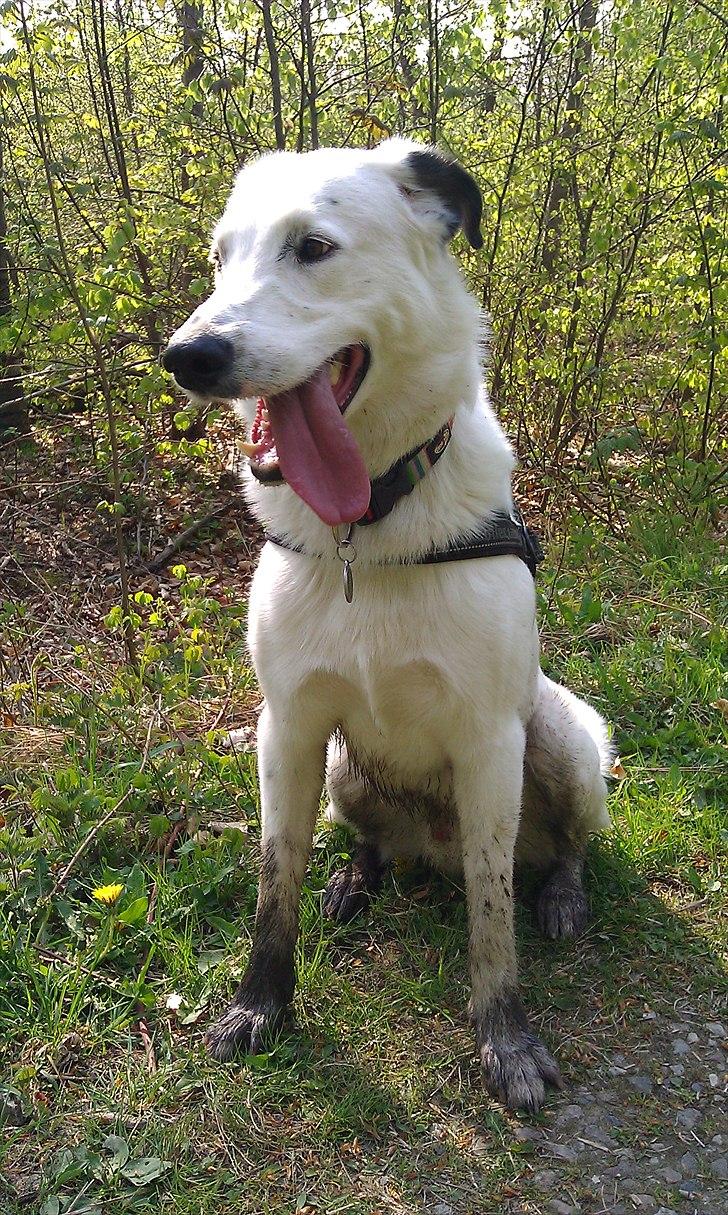 Blanding af racer Snoopy doo - Nu med brune sokker billede 1