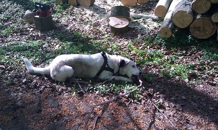 Blanding af racer Snoopy doo billede 13