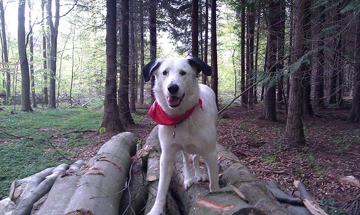 Blanding af racer Snoopy doo billede 14