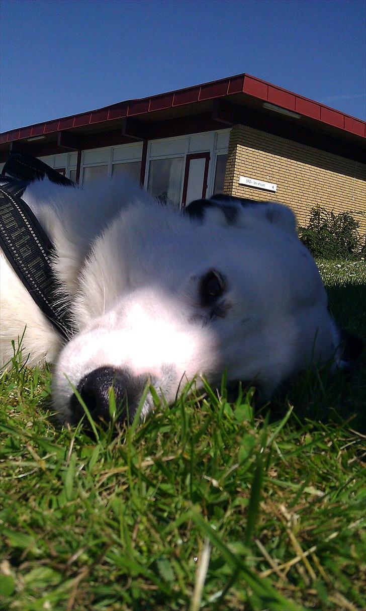 Blanding af racer Snoopy doo billede 16