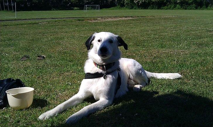 Blanding af racer Snoopy doo billede 17