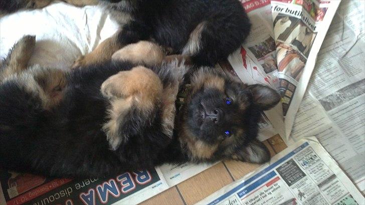 Schæferhund Diesel billede 3