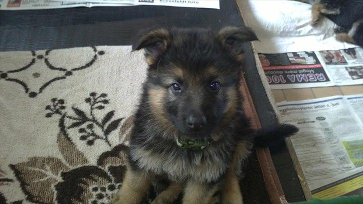 Schæferhund Diesel billede 4