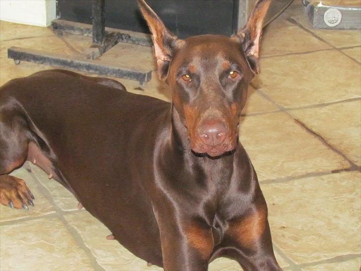 Dobermann Sonya Di Altobello billede 1