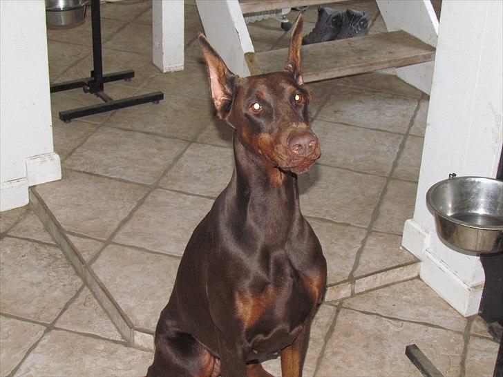 Dobermann Sonya Di Altobello billede 2