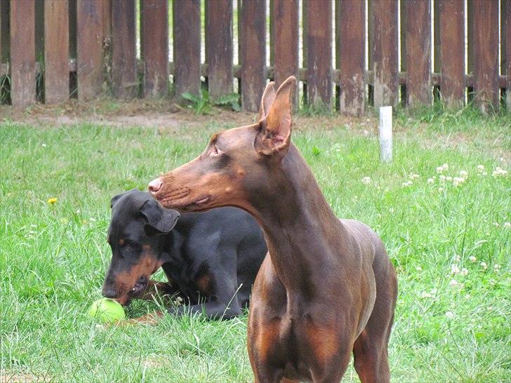 Dobermann Sonya Di Altobello billede 3