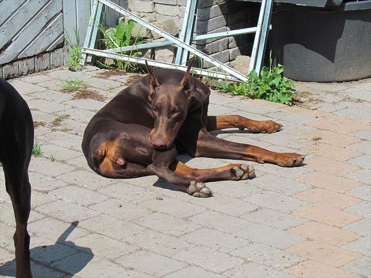 Dobermann Sonya Di Altobello billede 4