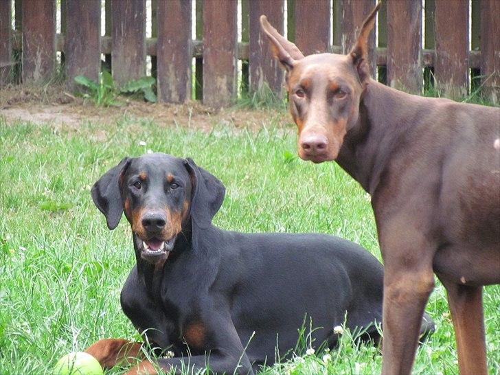Dobermann Sonya Di Altobello billede 5