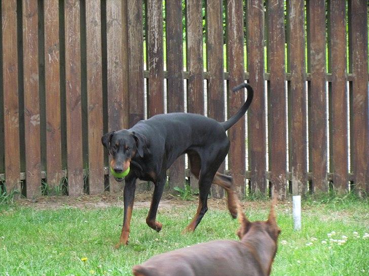 Dobermann Sonya Di Altobello billede 6