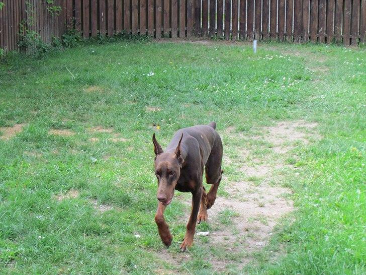 Dobermann Sonya Di Altobello billede 7