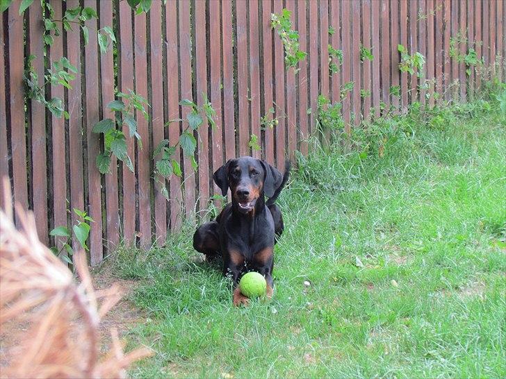 Dobermann Baskerne´s Amok billede 12