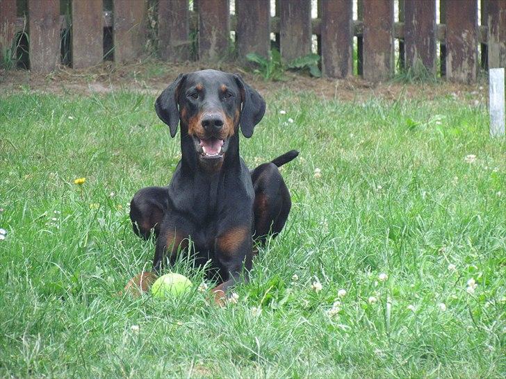 Dobermann Baskerne´s Amok billede 14