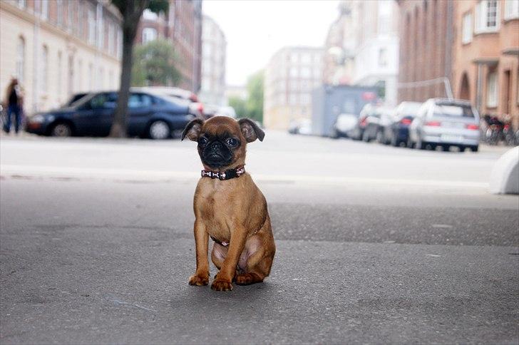 Griffon petit brabancon Betty Boop - Lille pigen i den stooore verden billede 14