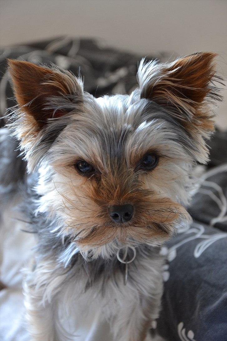 Yorkshire terrier Sofus billede 3