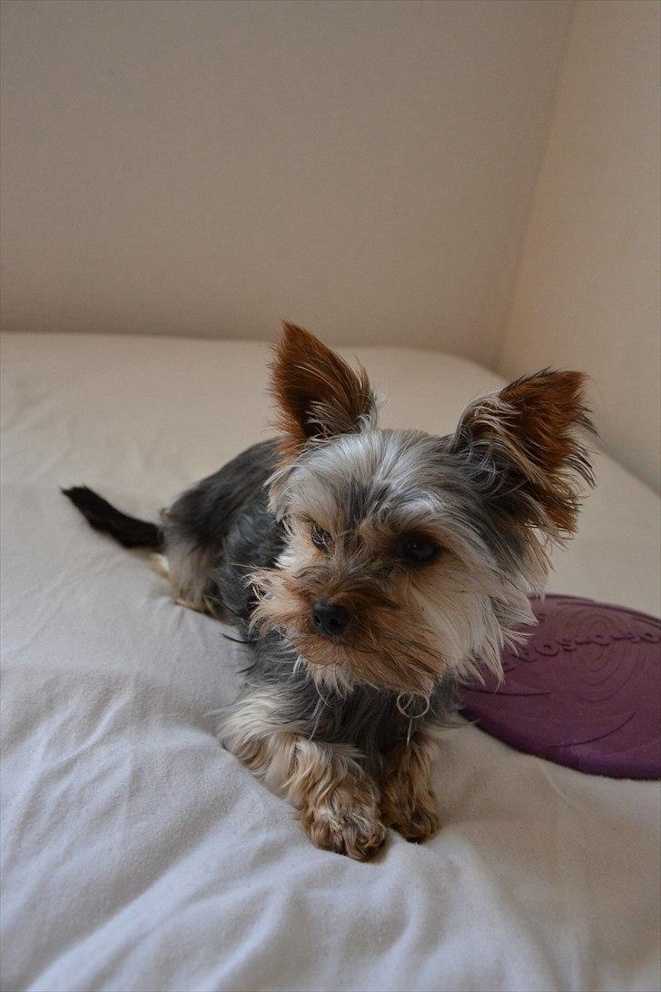 Yorkshire terrier Sofus billede 13