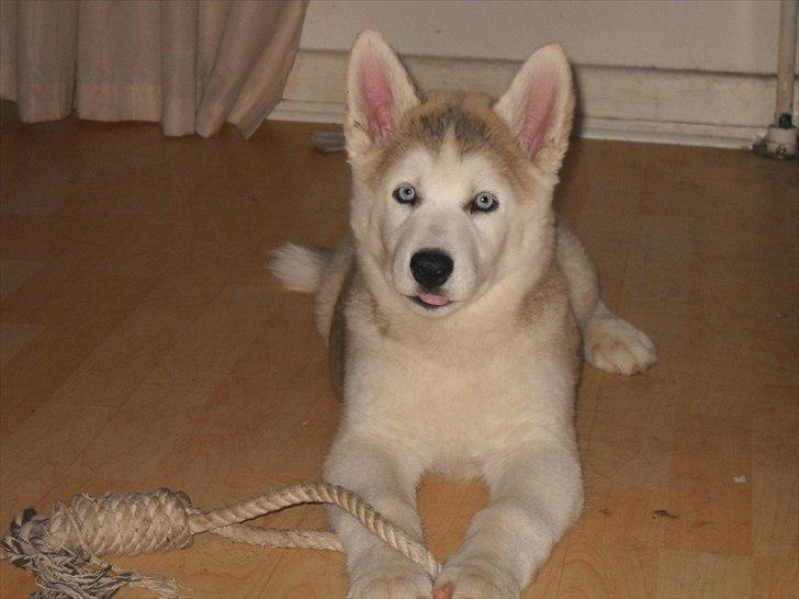 Siberian husky Novo billede 1
