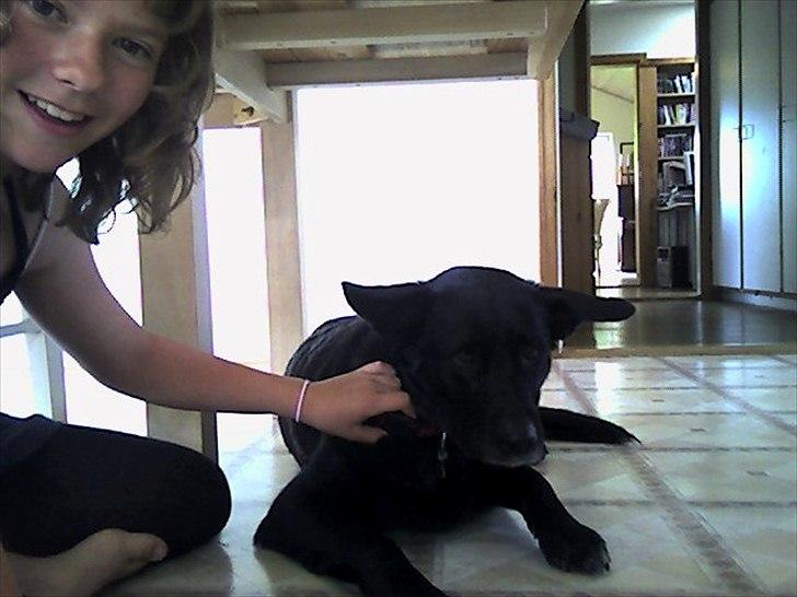 Blanding af racer Molly - Hun var lidt sur. billede 1