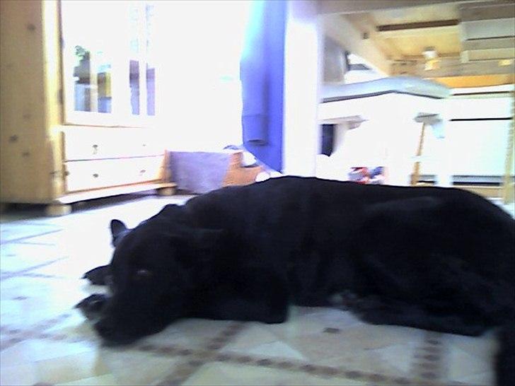 Blanding af racer Molly - Billedet viser en normal dag i Mollys liv. ;) billede 2