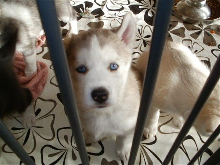 Siberian husky Novo billede 2