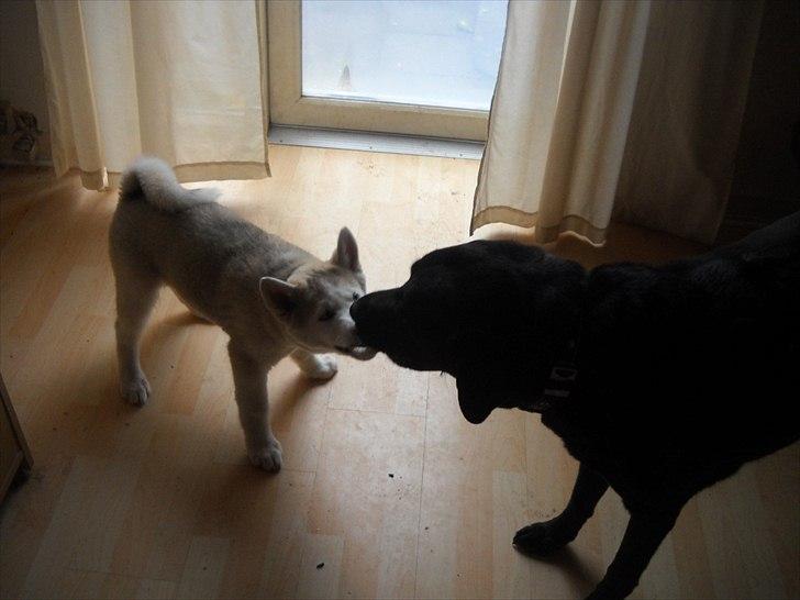 Siberian husky Novo billede 3