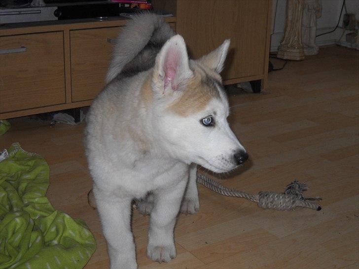Siberian husky Novo billede 4