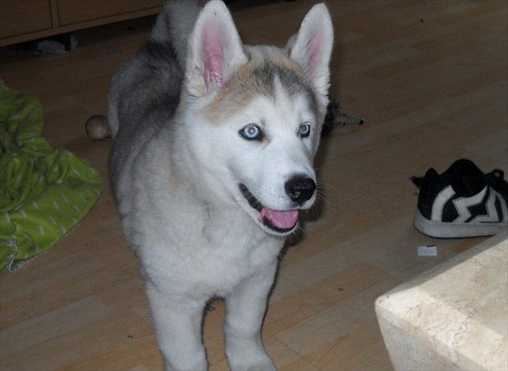 Siberian husky Novo billede 5