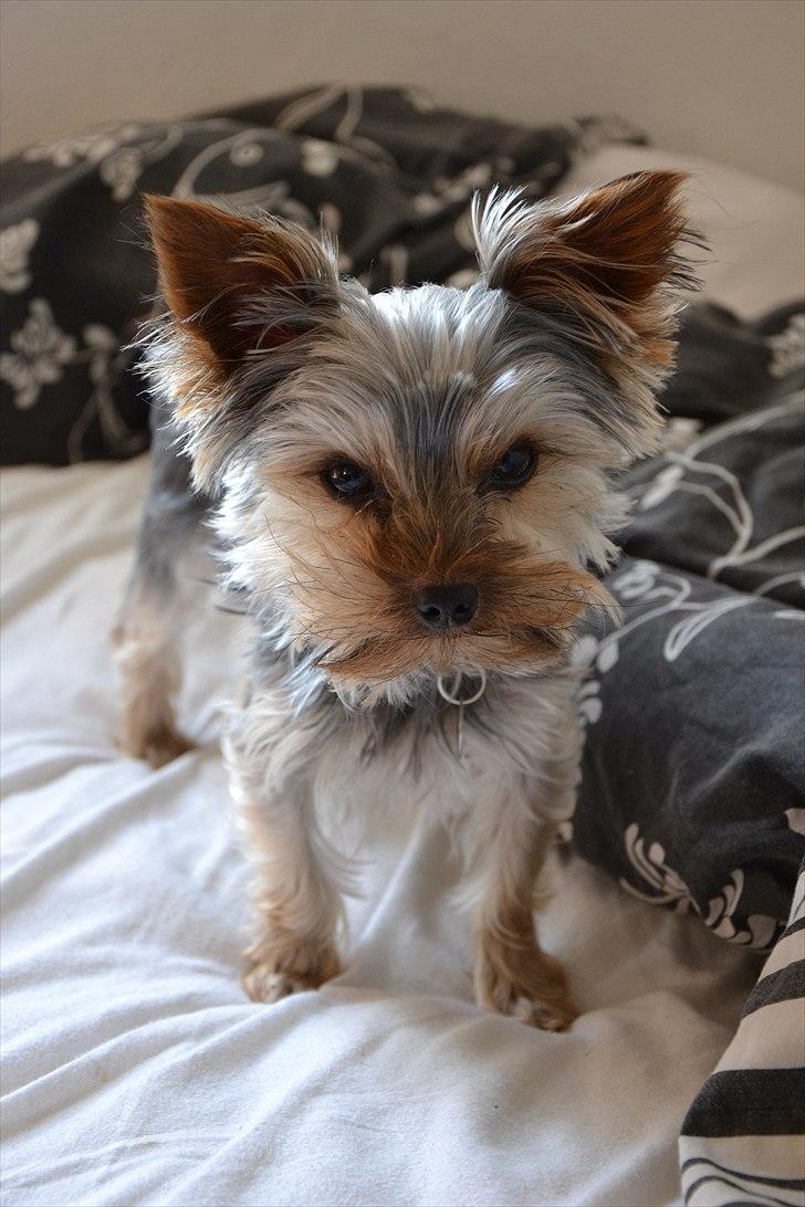 Yorkshire terrier Sofus billede 5