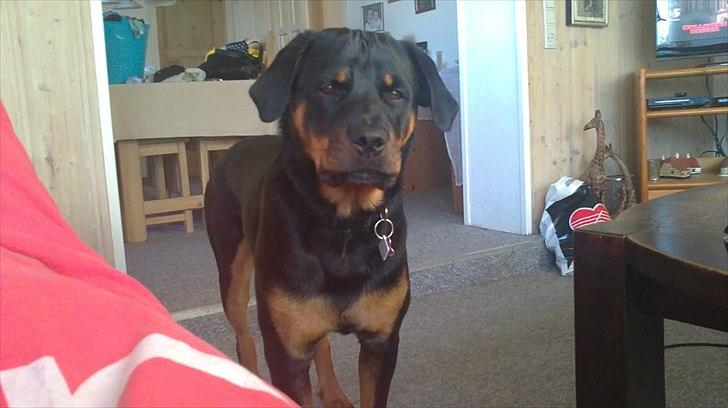 Rottweiler *Daisy billede 10