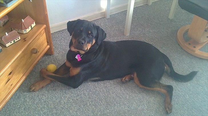 Rottweiler *Daisy billede 1