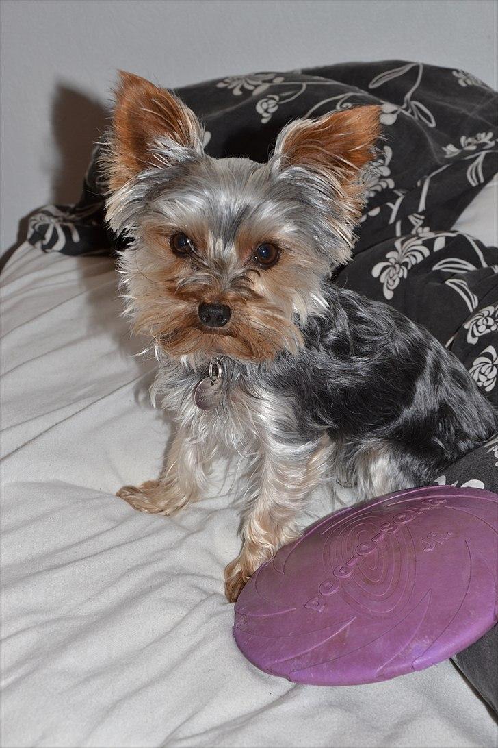 Yorkshire terrier Sofus billede 18
