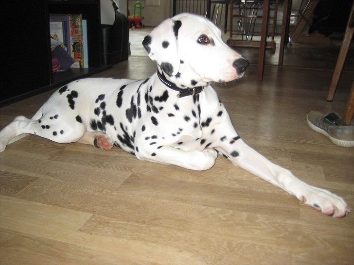 Dalmatiner Freya - Ren afslapning billede 6