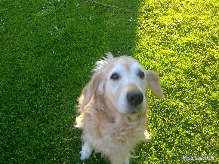 Golden retriever Raja R.I.P Mennskets bedste ven! - Dage uden dig er som dage uden håb, men et liv uden dig vil være som et liv uden fremtid... DU VAR MIN BEDSTE VEN! billede 2