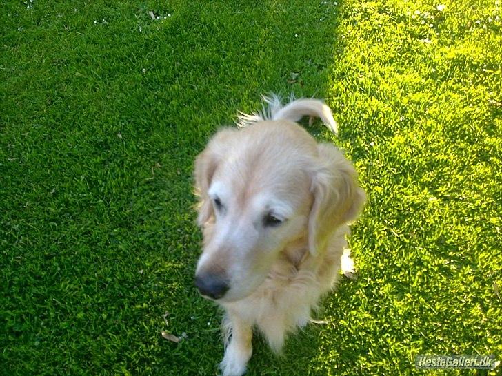 Golden retriever Raja R.I.P Mennskets bedste ven! -  I mine øjne vil du altid være perfekt, uanset hvad du er i andres...DU VAR MIN BEDSTE VEN! billede 3