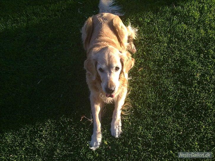 Golden retriever Raja R.I.P Mennskets bedste ven! - Livet er skabt af mere, end blot at trække vejret. Livet skabes af øjeblikke, der næsten får dig til at tabe vejret...DU VAR MIN BEDSTE VEN! billede 4
