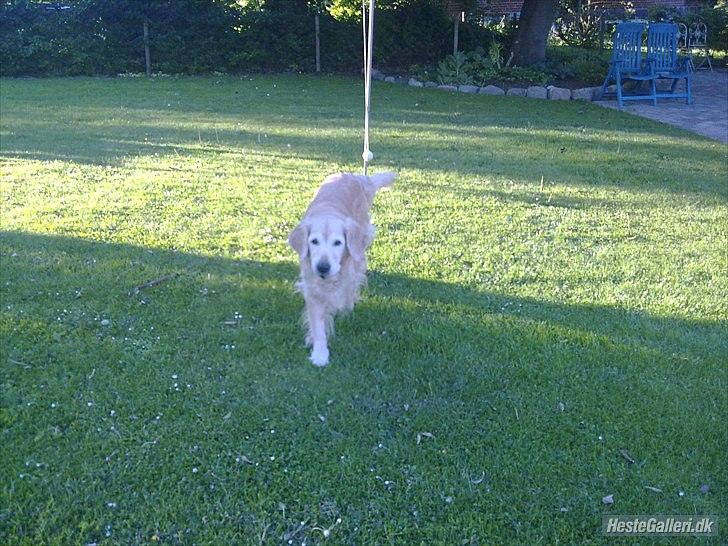 Golden retriever Raja R.I.P Mennskets bedste ven! - Måtte jeg leve forevigt, men måtte du leve forevigt og en dag, for jeg hade at være her når du har forladt denne verden...DU VAR MIN BEDSTE VEN! billede 5