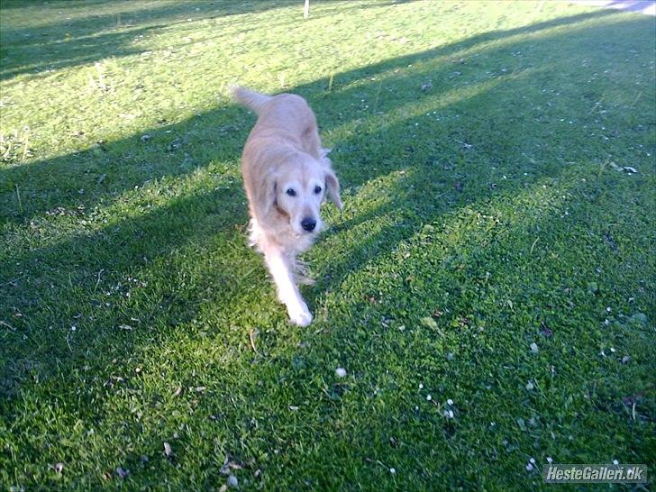 Golden retriever Raja R.I.P Mennskets bedste ven! - Rosen kan visne og skønheden forgå men mindet om dig vil altid bestå...DU VAR MIN BEDSTE VEN! billede 6